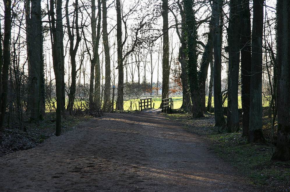 Der Wald